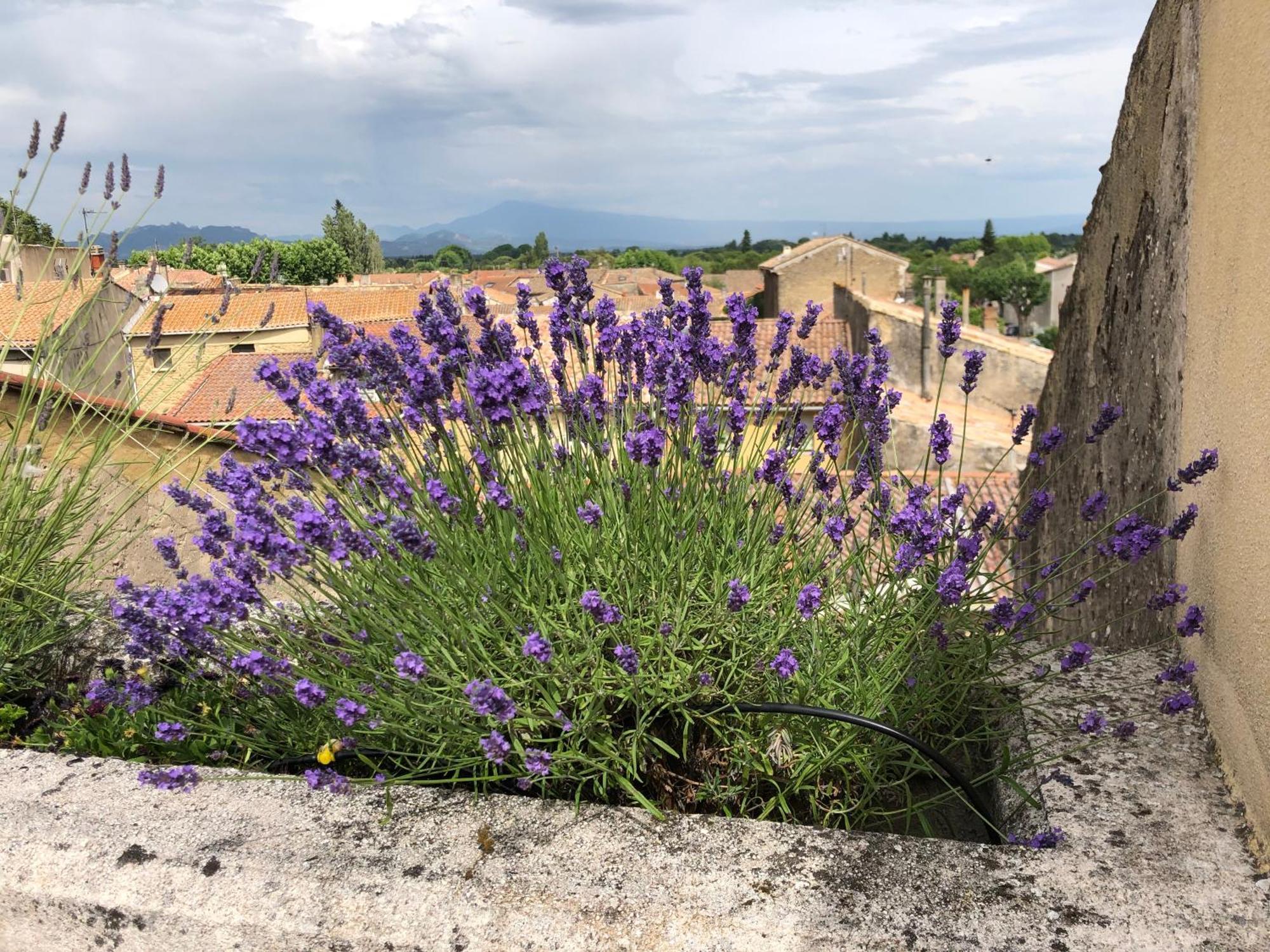 Hotel Entre Vignes Et Dentelles Courthézon Zewnętrze zdjęcie